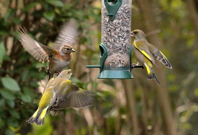 vogels_voeren.jpg
